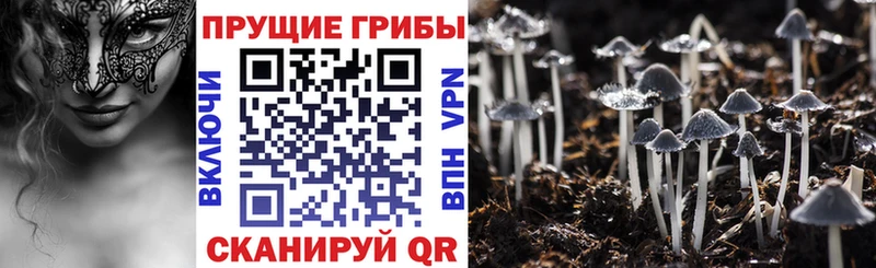 Галлюциногенные грибы Psilocybine cubensis  где продают   маркетплейс формула  Холмск 